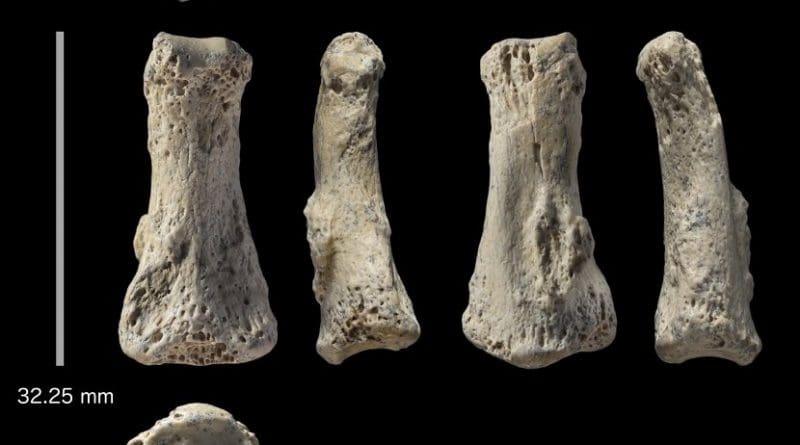 Fossil finger bone of Homo sapiens from the Al Wusta site, Saudi Arabia. CREDIT Ian Cartwright