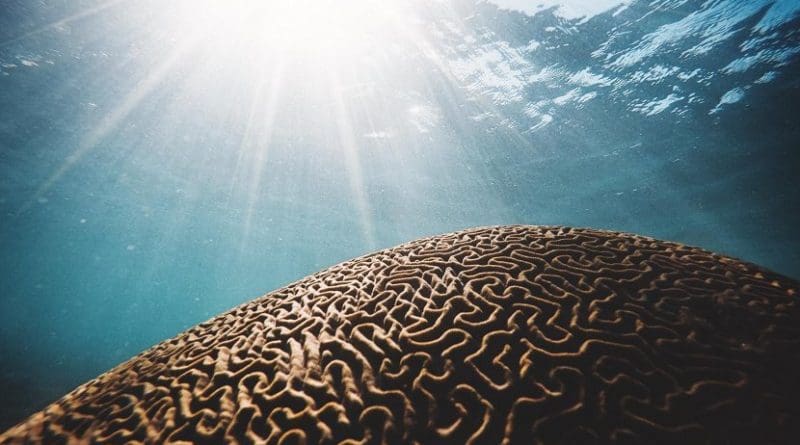 The increasing number, intensity and duration of marine heatwaves is likely to have a profound impact on ocean ecosystems and the industries, like fisheries and tourism, that depend on them. Credit Photo by Daniel Hjalmarsson (Unsplash.com)