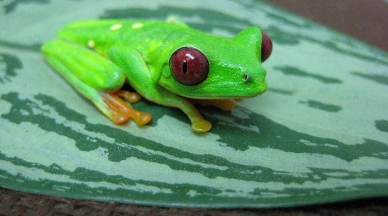 This is an Agalychnis callidryas, more commonly known as the red-eyed tree frog. The species is native to Panama. Credit Photo by Louise Rollins-Smith, Ph.D.
