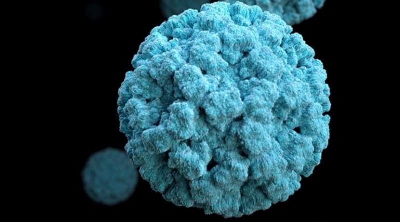 Researchers at Washington University School of Medicine in St. Louis have identified how the highly contagious norovirus infection begins, in mice. Norovirus (pictured above) is a major cause of gastrointestinal illness worldwide. Credit CDC