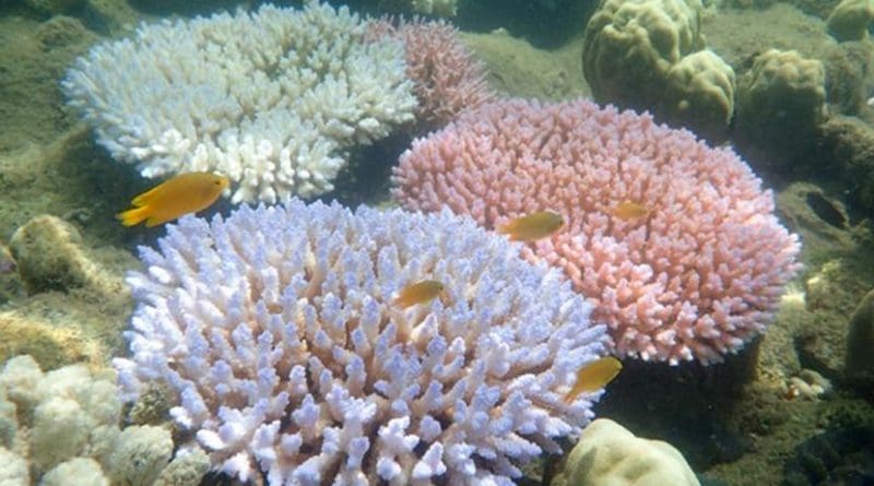 The different color morphs of Acropora millepora, each exhibiting a bleaching response during mass coral bleaching event. Credit ARC Centre of Excellence for Coral Reef Studies/ GergelyTorda