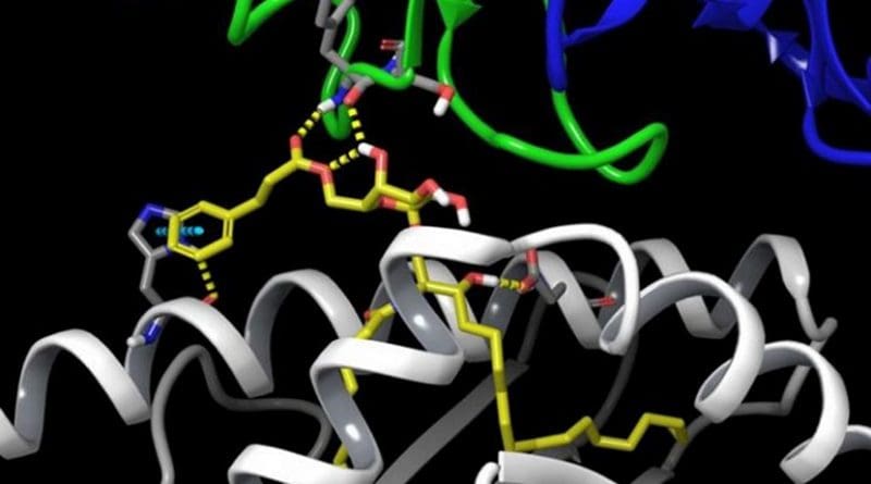 This is an illustration showing interactions between components of the AH10-7 compound (yellow), an immune system antigen-presenting cell (gray), and an invariant natural killer T cell (green and blue) that spark activation of iNKT cells in 'humanized' mice. Credit Jose Gascon/UConn