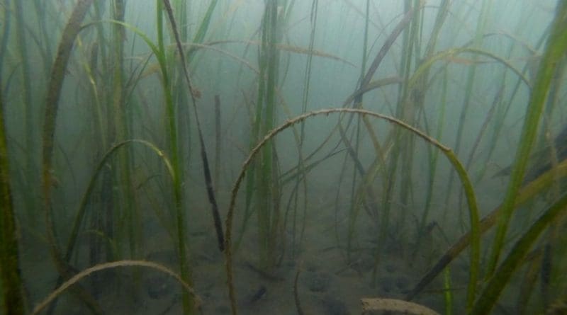 This is Zostera marina, also known as eelgrass, in Puget Sound, near Possession Sound, Washington. Credit Oregon State University
