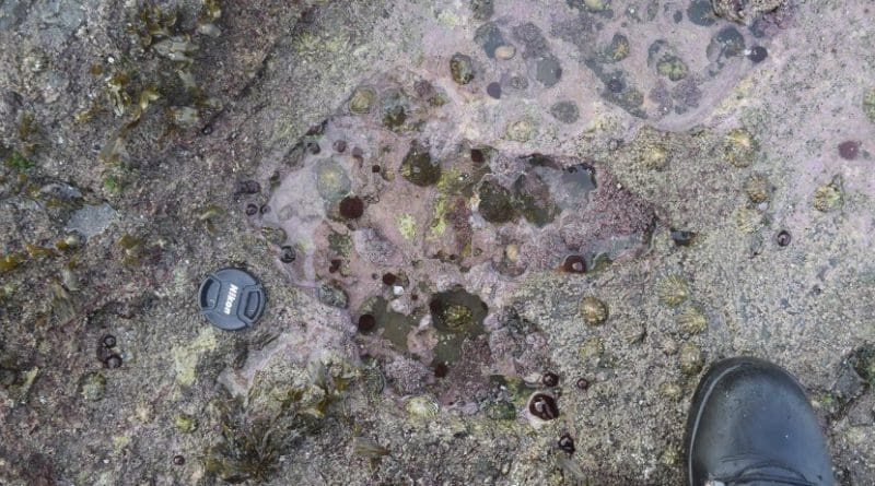 A series of rare dinosaur footprints discovered on the Isle of Skye, including this one made by a two-meter high theropod, is helping experts establish details of an important period in dinosaur evolution. Credit Paige dePolo