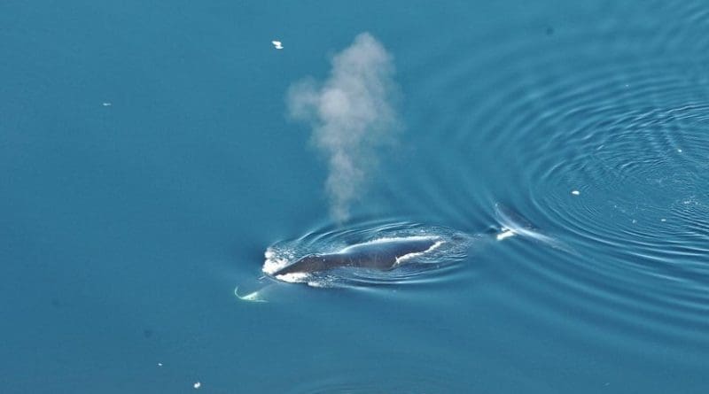 A bowhead whale surfaces in Fram Strait, to the northwest of Norway. Credit Kit Kovacs/Norwegian Polar Institute