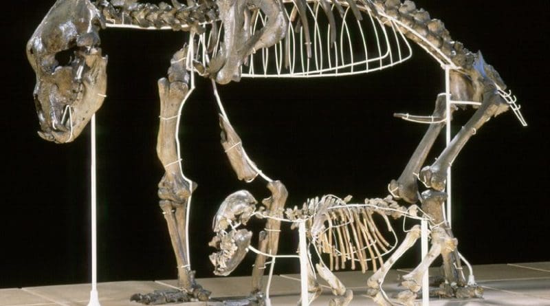 Adult cave bear with cub from the caves of Goyet in Belgium. Photo: Royal Belgian Institute of Natural Sciences