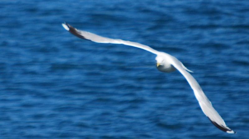 An albatross.
