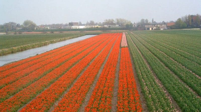 flowers farm