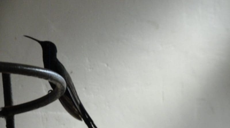 bird hummingbird