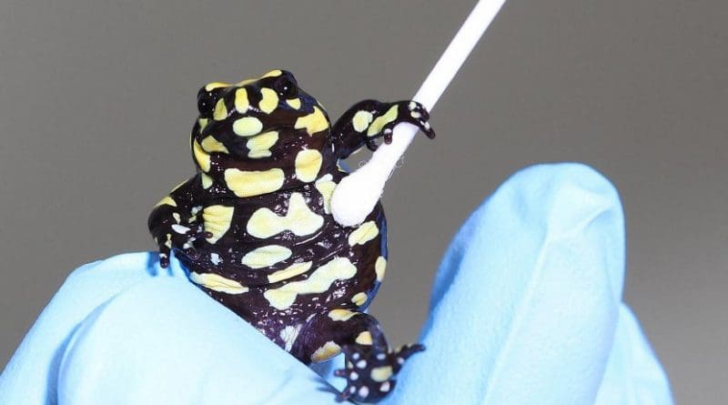 Corroboree frog getting tested for chytrid. Credit Nil required.