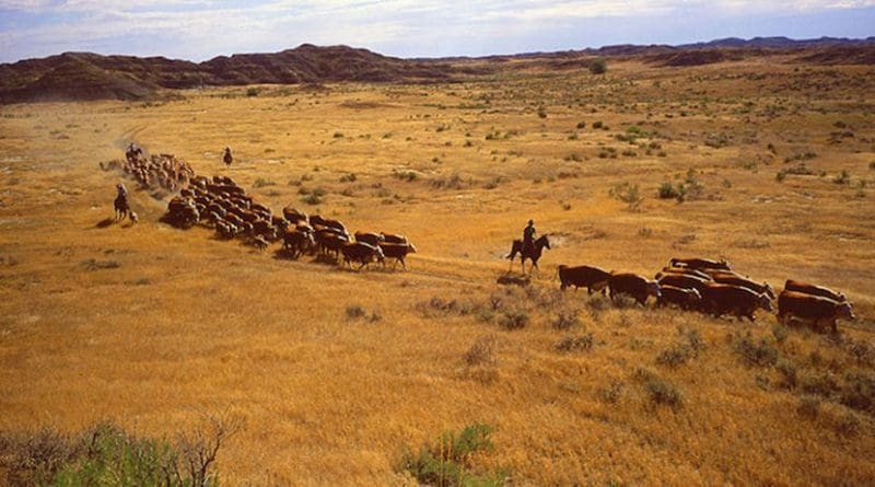 Farmers moving cattle to new pastures. Credit: The United States Department of Agriculture.