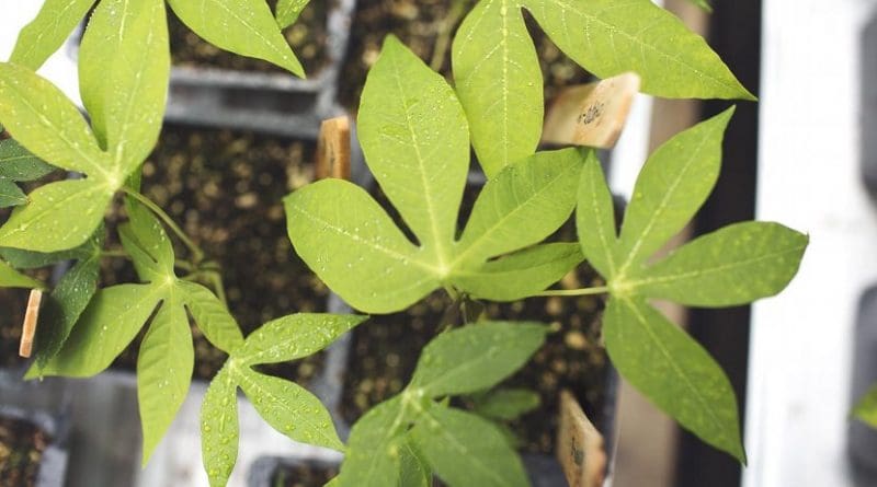 Cassava feeds more than one billion people yet its yields have not increased since 1963; new research from the University of Illinois found that breeding efforts have not improved how well the crop photosynthesizes. Credit Realizing Increased Photosynthetic Efficiency