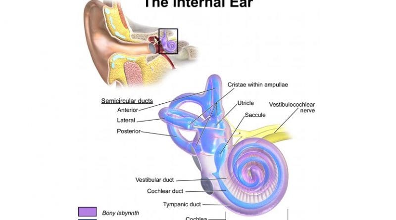 Internal Ear Anatomy. Graphic by BruceBlaus, Wikimedia Commons.