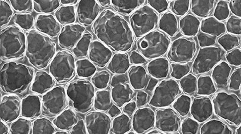 The repeating regular hierarchical structures are shown by scanning electron microscopy (SEM) images that illustrate how the honeycomb structure has formed at the surface of the material. Credit S. Nunes