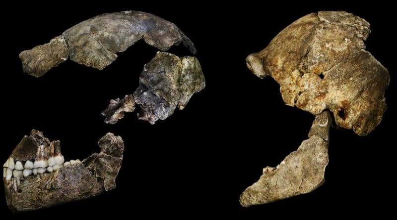 The skulls of Homo naledi bear traces on their inside surfaces of the shape of naledi's brain. Only a third the size of human brains, they nonetheless had some surprisingly humanlike features. Credit Credit: John Hawks