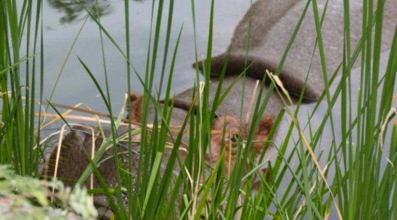 A hippopotamus