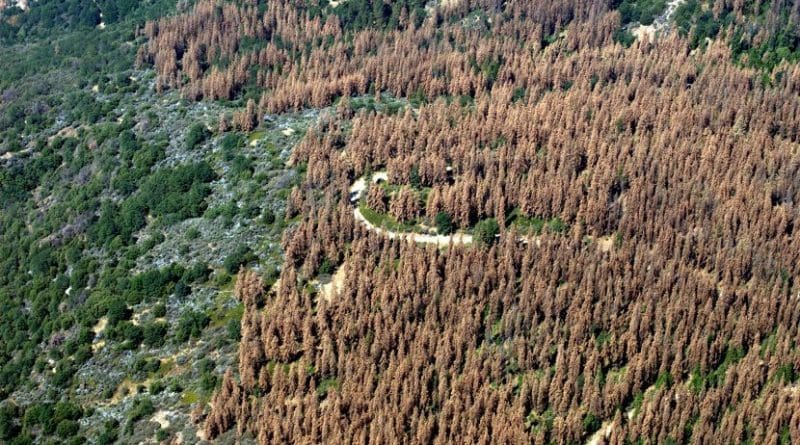 This August 2016 aerial photo of the Sierra Nevada Mountains in central California shows widespread tree loss. The new study shows changes here can affect plant growth across the country. Credit US Forest Service