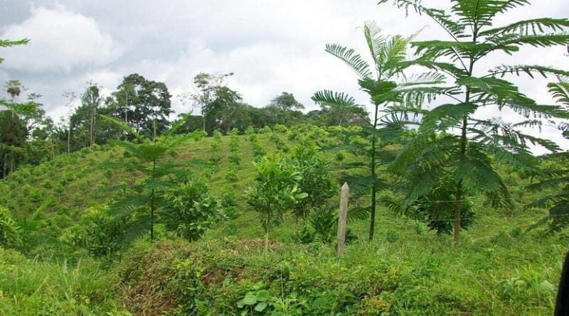 This is a young reforested area in Costa Rica. It is an example of active reforestation techniques, which have been reported as inferior to natural regeneration processes in several high-profile studies. However, a new study critiques previous research, arguing the studies were biased and that active reforestation can also be effective depending on the goals and the site. Credit Matthew Fagan