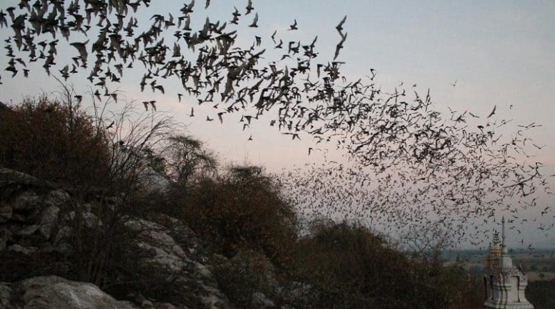 These are bats emerging from a cave in Thailand. Credit CC Voigt/Leibniz-IZW