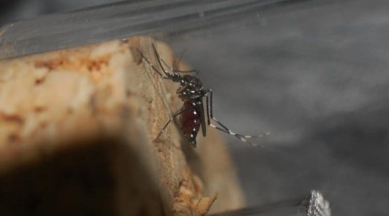 This is an Asian tiger mosquito (Aedes albopictus) caught in Rovinj (Croatia). Credit Dorian D. Dörge