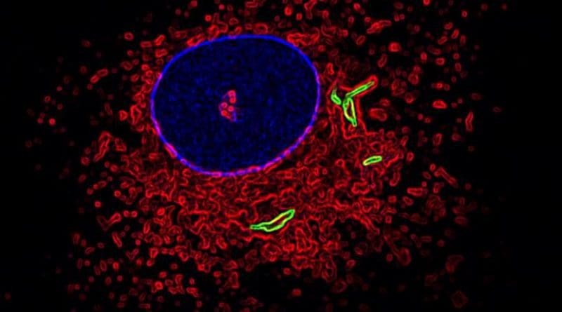 his is an image of a macrophage labelled for the nucleus (blue), fused lysosomes and phagosomes (red) and TB bacteria (green). Credit Susanne Herbst, Francis Crick Institute