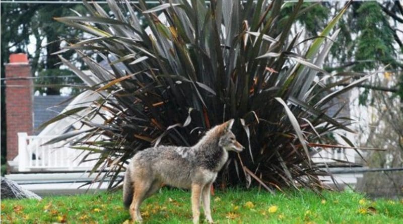 A coyote near homes.