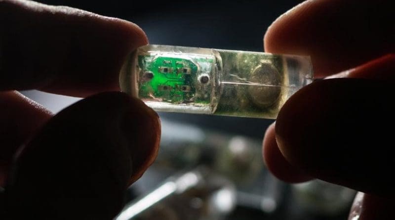 MIT engineers have designed an ingestible sensor with bacteria programmed to sense environmental conditions and relay the information to an electronic circuit. Credit Lillie Paquette, MIT