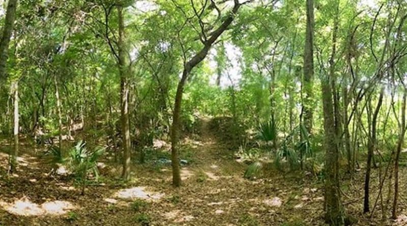 The Grand Caillou Mound in the Mississippi River Delta may have been abandoned due to environmental stress. Credit Jayur Mehta