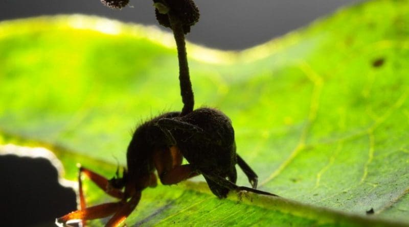 This is a carpenter ant in the tropical rain forest manipulated by fungus to bite onto a leaf up high in the vegetation and die, raining spores on the ants below. Credit David Hughes, Penn State