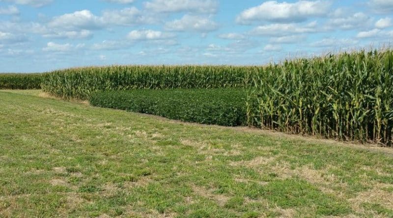 University of Illinois researchers confirmed, through long-term observation, that corn-soy rotation increases yield and decreases greenhouse gas emissions relative to continuous planting of either crop. Credit Gevan Behnke, University of Illinois