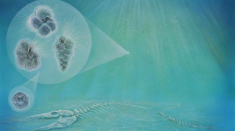 An asteroid impact 66 million years ago wiped out life across the planet, but microorganisms quickly rebounded. New research has found evidence for a diverse array of plankton and other organisms inhabiting the crater only a few years after the extinction-causing impact. The three hair-covered forms (left) represent species of plankton found inside the crater. The geometric form (bottom left) is a species of algae. Small organisms like these moved into the crater so quickly that bones from animals that were killed by the impact, such as the mosasaur pictured here, may have still been visible. Credit Original art by John Maisano, University of Texas Jackson School of Geosciences.