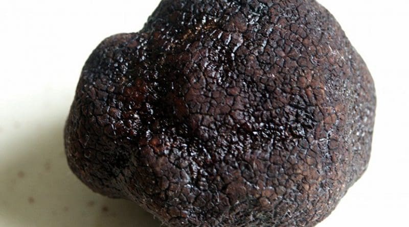 A Black Truffle. Photo by moi-même, Wikimedia Commons.