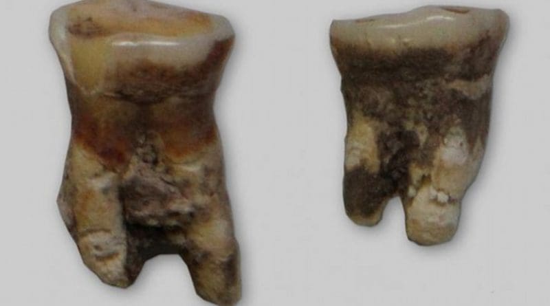 The Mesolithic tooth had evidence of fish scales and fish tissue. Credit Sapienza University of Rome