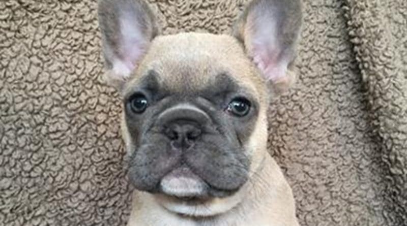 French bulldog puppy.