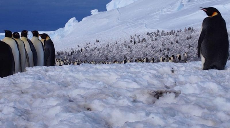 In a new study, scientists say they can monitor the health of penguin colonies -- like this one at Pointe Géologie in Adélie Land in Antarctica -- by setting up long-term observatories that relay data to researchers thousands of miles away. Credit © Céline Le Bohec/IPEV/CNRS/CSM
