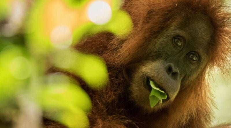 A Tapanuli orangutan (Pongo tapanuliensis) in northern Sumatra, Indonesia. Credit Maxime Aliaga