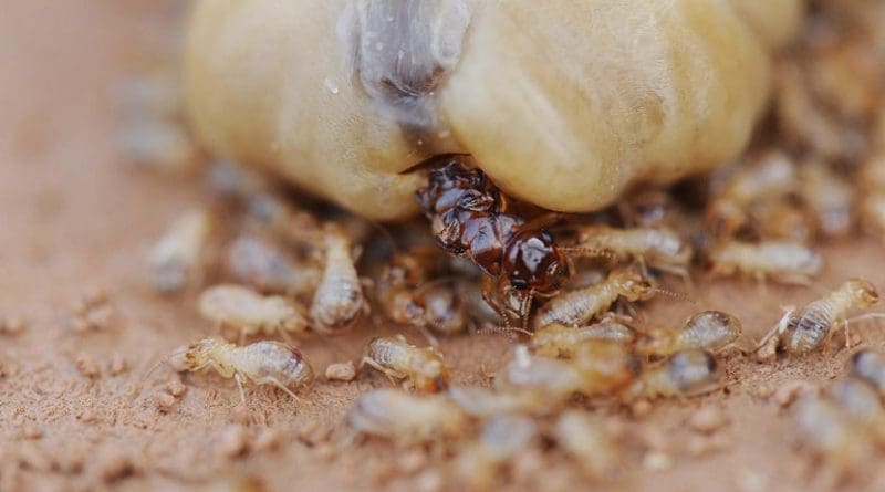 The queen of the termite species Macrotermes bellicosus lays approximately 20,000 eggs a day, yet it can live up to 20 years. Credit Photo: Judith Korb
