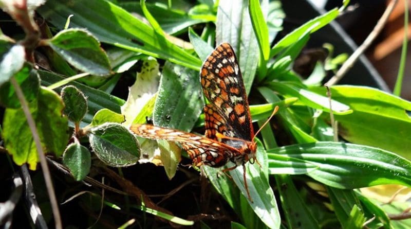 This is an Edith's checkerspot butterfly (Euphydryas editha) on a narrow-leaved plantain (Plantago lanceolata). Credit Michael C. Singer/University of Plymouth