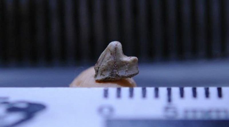 Brasilestes stardusti existed more than 70 million years ago in what is now São Paulo State. Its description, based on a fossilized tooth, has been published in Royal Society Open Science Credit Mariela Castro