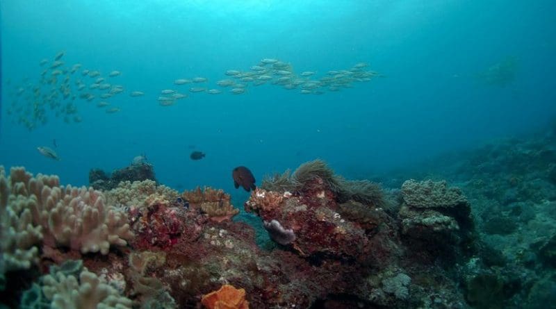 Schooling fish in a coral reef system along the coast of Kenya, where a 20-year study on fisheries has yielded a new model on determining how much fish can be taken from coastal ecosystems without harming reefs. Credit E. Darling/WCS