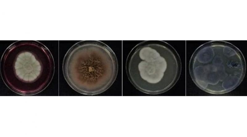 Twenty of the isolated fungi with action against X. citri belonged to the genus Pseudogymnoascus and were extracted from terrestrial and marine samples. Next came Penicillium (five), followed by Cadophora (two), Paraconiothyrium (one) and Toxicocladosporium (one), all extracted from marine sediments. Credit Daiane Cristina Sass (IB-UNESP)