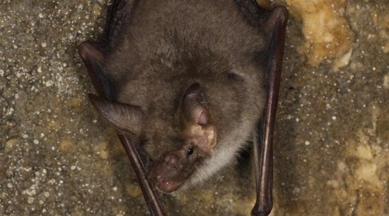 Records show only one greater mouse-eared bat left in Great Britain. Credit Picture courtesy of Henry Schofield/The Mammal Society