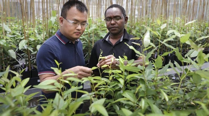 Meng Xie (left) and Wellington Muchero of Oak Ridge National Laboratory led a team that discovered a critical gene in poplar plants that consistently revealed mutations that was not previously known to exist. Credit Genevieve Martin/Oak Ridge National Laboratory, U.S. Dept. of Energy
