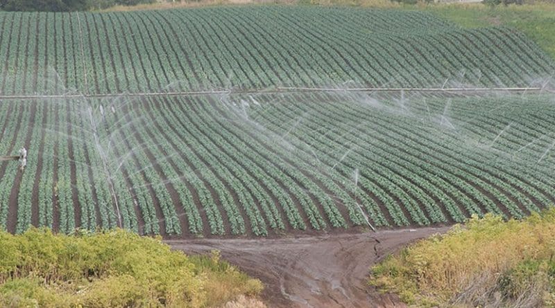 Conventional sprinkler irrigation in the Salinas Valley of California. Photo Credit: USDA.