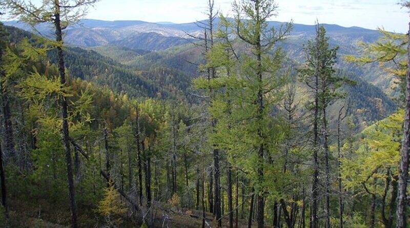 Forest in Siberia, Russia. Photo Credit: Elkwiki, Wikipedia Commons.