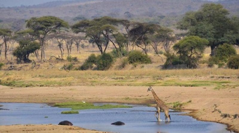 Giraffe roaming the plains in a protected area in Ruaha, Tanzania. Credit The University of Queensland