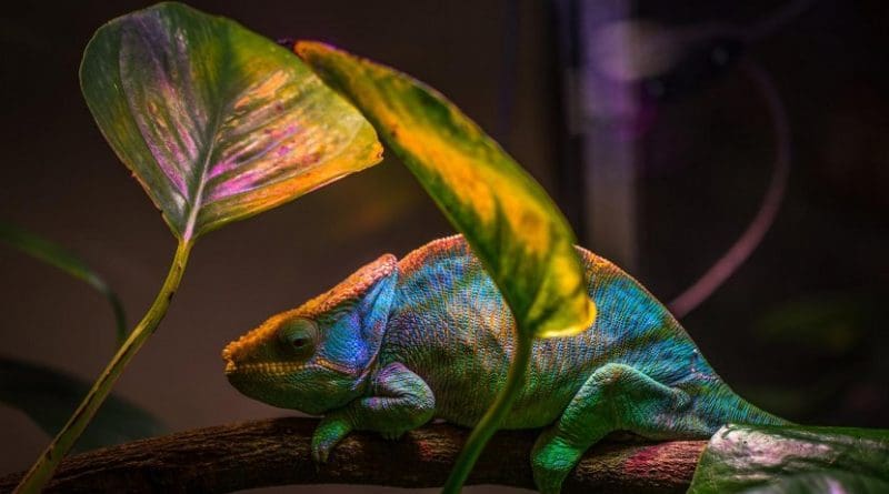 Novel nanolaser leverages the same color-changing mechanism that a chameleon uses to camouflage its skin. Credit Egor Kamelev