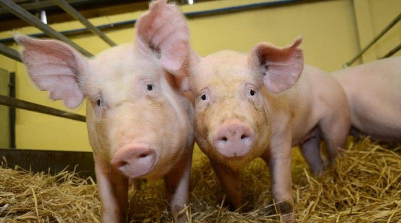 Scientists have produced pigs that can resist one of the world's most costly animal diseases, by changing their genetic code. Tests with the virus - called Porcine Reproductive and Respiratory Syndrome, or PRRS - found the pigs do not become infected at all. The animals show no signs that the change in their DNA has had any other impact on their health or wellbeing. Credit Norrie Russell, The Roslin Institute