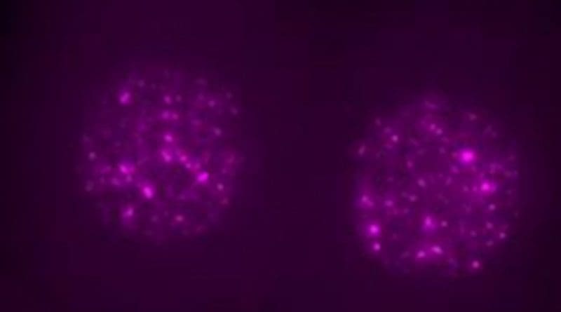 These are single two-cell mouse embryos with nuclear LINE1 RNA labeled magenta. Credit Ramalho-Santos Lab