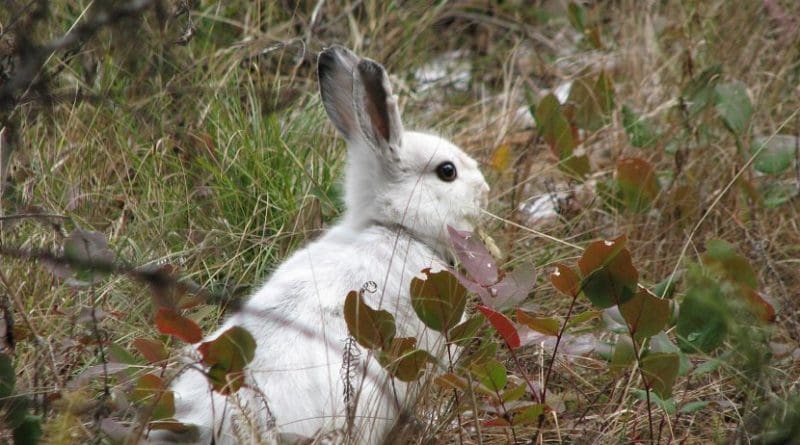 This is a mismatched snowshoe hare in its white winter coat. Credit L. Scott Mills Research Photo